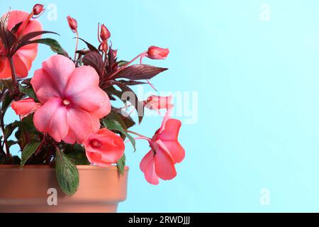 Impatiens in vaso di fiori di terracotta su sfondo blu chiaro, primo piano. Spazio per il testo Foto Stock