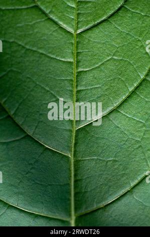 Foglie di Atropa belladonna, comunemente noto come belladonna o Deadly nightshade. Foto Stock