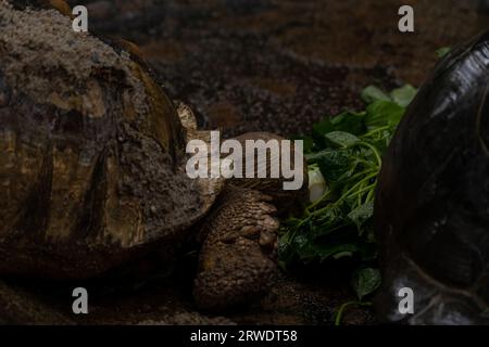 Due tartarughe africane speronato che mangiano durante la pioggia: Centrochelys sulcata, grandi tartarughe di cespugli africani, boschi e praterie, lago Langan Foto Stock
