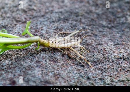 Radici di Atropa belladonna, comunemente noto come belladonna o Deadly nightshade. Foto Stock