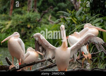 La famiglia dei grandi pellicani bianchi seduti sull'albero in un giorno di pioggia con un pellicano che si allarga le ali Foto Stock