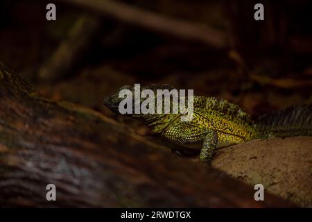 Philippine Sailfin Lizard: Una lucertola timida e dai colori fantastici che vive molto vicino a un corpo d'acqua e la sua dieta è composta da frutta, insetti, piccoli e Foto Stock