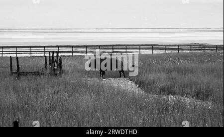 Un bisonte i, la prateria di erba gialla dell'Antelope Island State Park, nel Great Salt Lake, Utah. Foto Stock