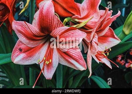 Macro Amaryllis Flowers Foto Stock