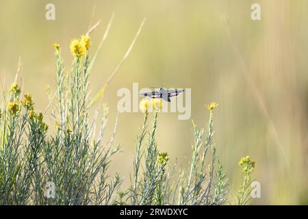 Hyles lineata alias sfinge con fodera bianca su fiori selvatici Foto Stock