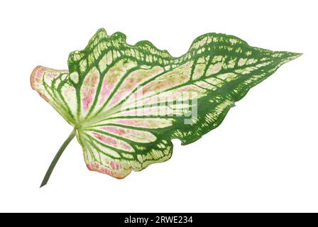 Foglia tropicale isolata su sfondo bianco Foto Stock