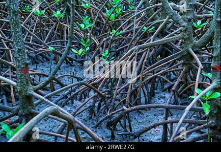 Immagine paesaggistica della foresta di mangrovie, da vicino alle radici e al fango. Foto Stock