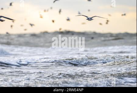 Vista dall'angolo basso di un Franklin's Gull all'alba in volo insieme a un gregge di gabbiani sulle onde in arrivo a Jacksonville Beach, Florida. (USA) Foto Stock