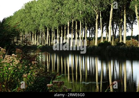 Sul canale da Bruges a Sluis, che porta dal Belgio all'Olanda Foto Stock