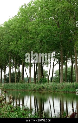 Sul canale da Bruges a Sluis, che porta dal Belgio all'Olanda Foto Stock