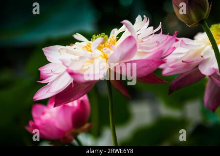 Loto (Nelumbo nucifera), loto, fiore, primo piano Foto Stock