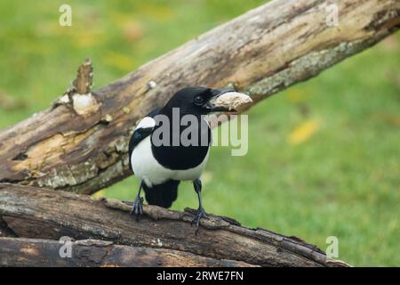 Magpie con cibo in becco in piedi sul tronco dell'albero visto dalla parte anteriore destra Foto Stock