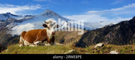 Mucca bruna che pascolava su pascolo in autunno su una montagna con fondo innevato. Concetto di agricoltura Foto Stock