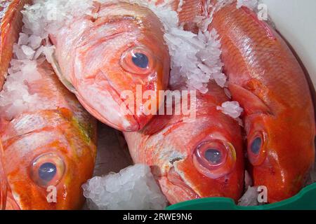 Scorfano appena pescato su ghiaccio Foto Stock