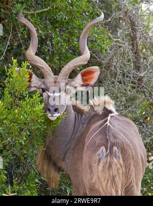 Kudu Antelope all'Addo Elephant Park, Sudafrica Foto Stock