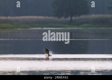 Carpa comune a specchio (Cyprinus carpio), la stagione delle uova si svolge solitamente in primavera non appena la temperatura dell'acqua raggiunge i 18, 20 gradi Foto Stock