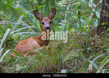 Capreolo (Capreolus capreolus) giace e guarda intensamente in una foresta paludosa di ontano (cervo europeo) (cervo occidentale) Foto Stock
