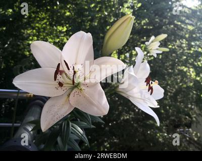 Giglio bianco, Lilium candidum, il giglio della Madonna sul balcone Foto Stock