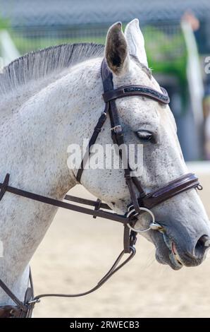 ritratto in primo piano, testa di un cavallo bianco di razza Foto Stock