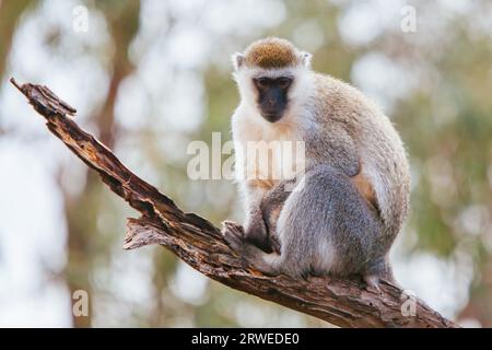 Una scimmia vervet guarda in lontananza seduto su un ramo di albero Foto Stock