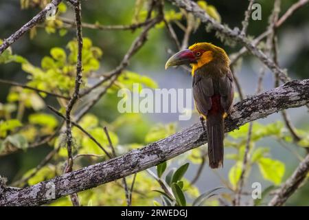 Lo zafferano toucanet seduto su un ramo in foresta atlantica, Itatiaia, Brasile Foto Stock