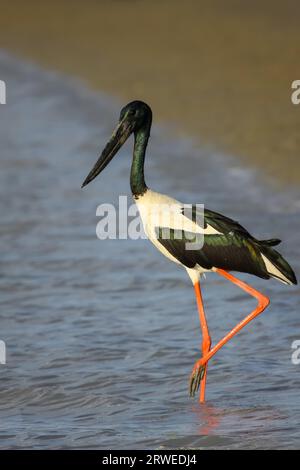 Nero Cicogna a collo alto o Jabiru Aeroporto wading sulla riva, Karumba, Queensland, Australia Foto Stock