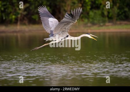 Close up di un collo bianco heron sorvolando un fiume calmo, Pantanal, Brasile Foto Stock