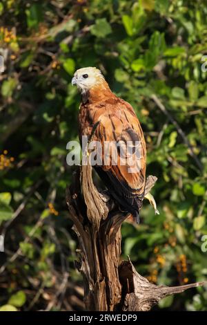 In prossimità di un collare nero hawk seduto su un albero morto tronco, Pantanal, Brasile Foto Stock