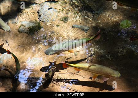 Pesci tropicali che nuotano in una sorgente di foresta pluviale limpida e soleggiate, Rio Salobra, Bom Jardim, Mato Gr Foto Stock