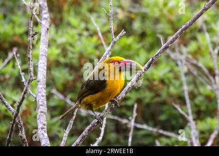 Lo zafferano toucanet seduto su un ramo in foresta atlantica, Itatiaia, Brasile Foto Stock