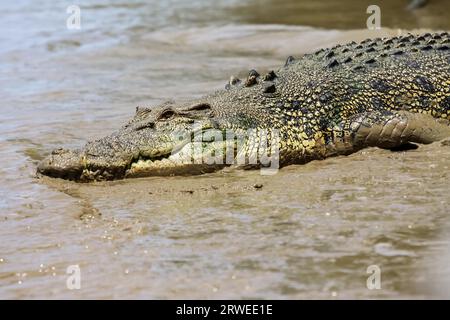 Close up di un coccodrillo di acqua salata in appoggio sulla riva del fiume, il fiume di Adelaide, Australia Foto Stock