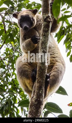 Primo piano di un canguro molto raro Lumholtz albero che sale su un albero nella foresta pluviale, di fronte, Atherto Foto Stock