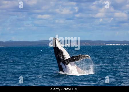 Humpback Whale spy hopping, Hervey Bay Queensland Foto Stock