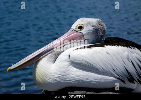 Profilo di un pellicano australiano a riposo, Forster, nuovo Galles del Sud, Regno Unito Foto Stock