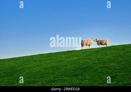 Pecore sulla diga nel mare del nord Foto Stock