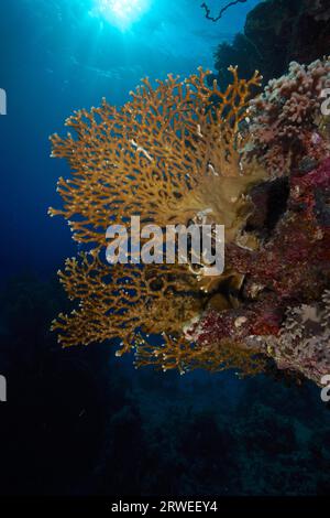 Corallo fuoco netto (Millepora dichotoma) in retroilluminazione, raggi solari. Sito di immersione della barriera corallina di Sataya, Mar Rosso, Egitto Foto Stock