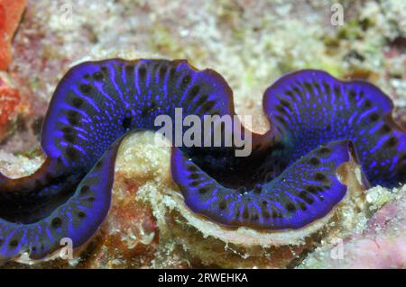 Gigant Calms (Tridacna gigas), maldive Foto Stock