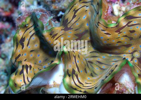 Calmi giganti (Tridacna gigas), mitili delle maldive, maldive Foto Stock