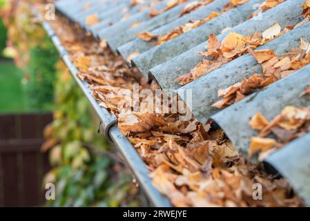 Rain gutter full of autumn leaves Stock Photo