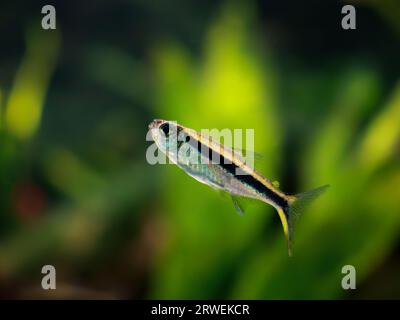 penguin tetra Foto Stock