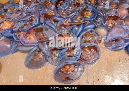 La pelle di meduse si è accumulata sul pavimento di cemento in un impianto di lavorazione dei frutti di mare, nella Cina del Nord Foto Stock