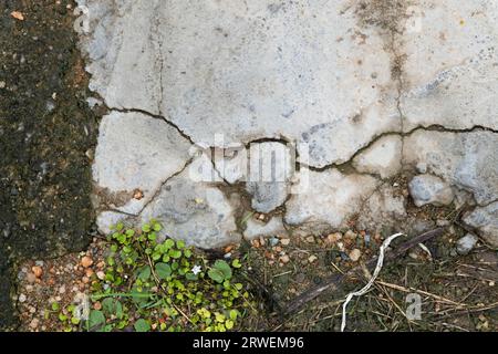 Grungere pareti o pavimenti in cemento con incrinature. Sfondo astratto di una parete di cemento incrinato. Sfondo per primo piano con trama di cemento incrinato. Foto Stock