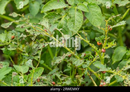 Coltivazione di patate distrutta da larve e coleotteri del Colorado coleottero di patate, Leptinotarsa decemlineata, noto anche come coleottero del Colorado, il TEN-st Foto Stock