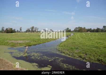 Pasturelandscape, Olanda settentrionale vicino al villaggio di Bergen. Fosso con pali e filo di ferro, anatra, prati, pecore, aziende agricole, horizon. Cielo blu. Foto Stock