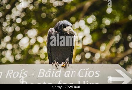 Accedi in lingua gaelica con un corvo spettrale che rimane in cima. Crow afferra una fetta di pizza su un cartello che fissa la telecamera con una vista sinistra Foto Stock