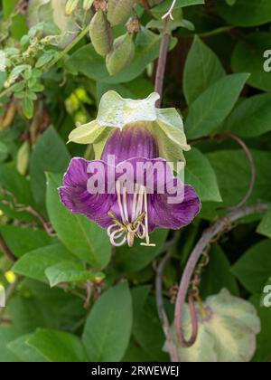 Un unico fiore viola a forma di campana dell'annuale scalatore Cobaea scandens Foto Stock