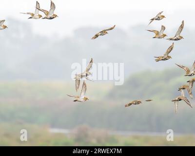 Golden Plover, Pluvialis apricaria a Titchwell, Norfolk, Regno Unito. Foto Stock
