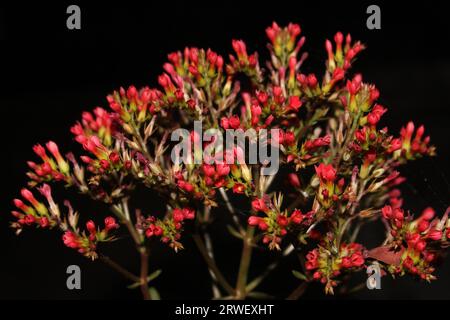 Fiorista rosso Kalanchoe (Flaming Katy, Christmas Kalanchoe, fiorista kalanchoe, vedova del Madagascar) vista ravvicinata dei fiori su sfondo nero. Foto Stock