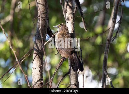 Il Babbler contrassegnato con le frecce è diffuso nelle savane dell'Africa orientale e meridionale. Con un occhio giallo distintivo vivono in famiglie estese. Foto Stock