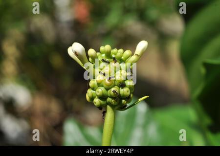 Formiche nere sono sulla parte superiore del fiore dell'albero di noni Foto Stock